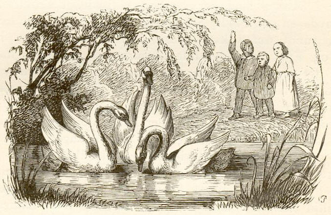 Vilhelm Pedersen illustration for Ugly Duckling